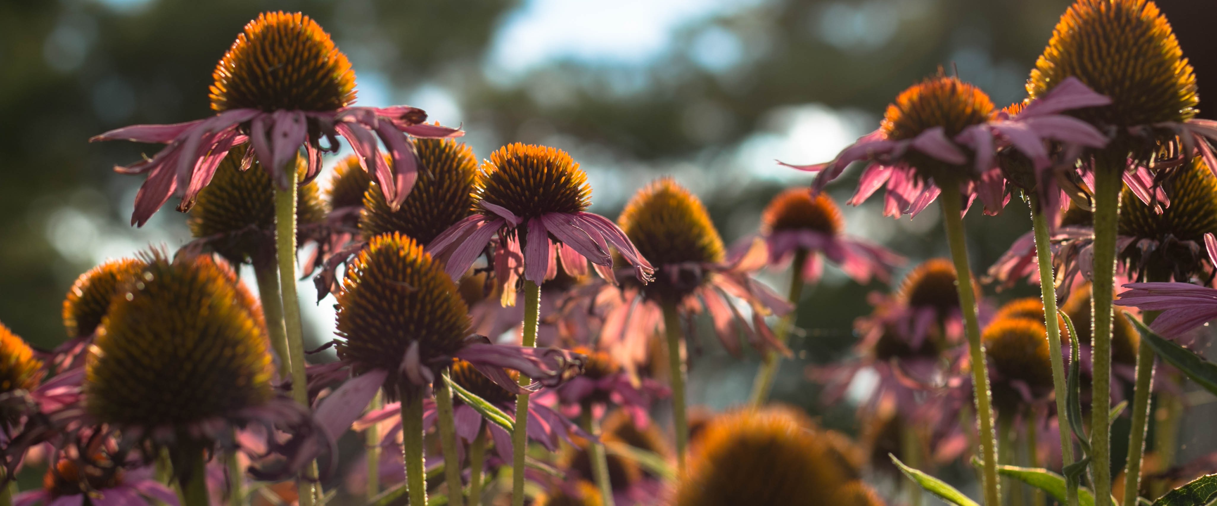 Plan & Prepare Your Native Garden image